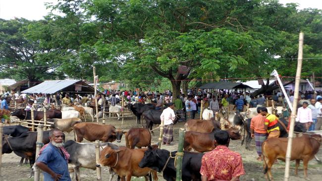 যশোরে হাট বন্ধ, গরু নিয়ে শঙ্কায় খামারিরা