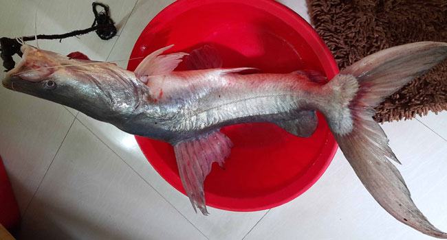 ব্রহ্মপুত্রে পাওয়া গেল ৮ কেজি ওজনের আইড়