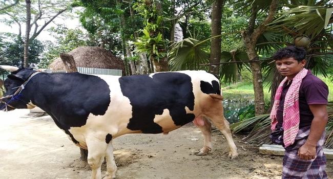 এবার কুরবানির হাটের আকর্ষণ নালিতাবাড়ীর ৪২ মণের সুলতান