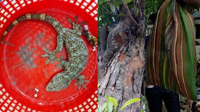 বনে ছেড়ে দেয়া হলো ১০০ কোটি টাকা মূল্যের তক্ষক
