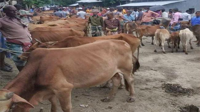 রশিদ বিহীন অতিরিক্ত খাজনা আদায়ের দায়ে পশুর হাট বন্ধ