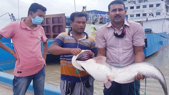 পদ্মার ১ বোয়ালের দাম ২৩ হাজার ৪০০ টাকা