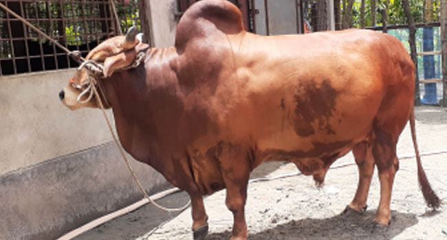 ‘বরিশালের বসের' ওজন ৩০ মণ