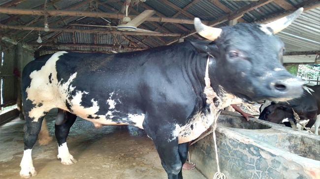 ভূরুঙ্গামারীর সীমান্ত রাজার ওজন ২৫ মণ
