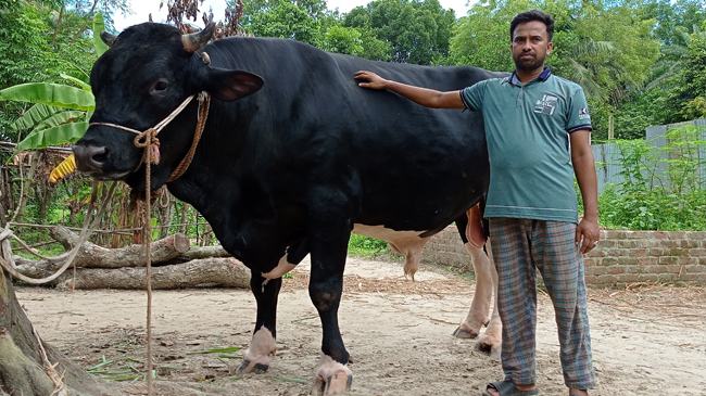 ফরিদপুরে ৩৩ মণ ওজনের সম্রাট
