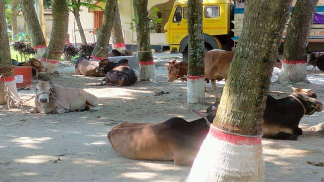 বগুড়ায় ডাকাতি করা ২১ গরুসহ ট্রাক উদ্ধার, গ্রেফতার ২