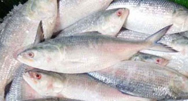 সাগরেও দেখা মিলেছে না ইলিশের