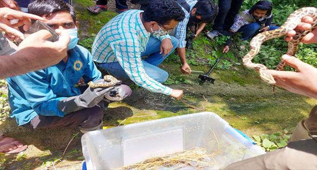 সীতাকুণ্ডে অজগরের ২৮ বাচ্চা অবমুক্ত