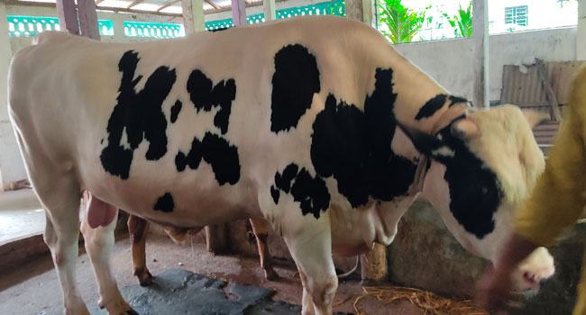 জামালপুরে প্রস্তুত প্রায় ২৯ হাজার কোরবানির পশু