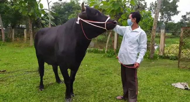 গফরগাঁওয়ে নজর কেড়েছে ১৮ মণ ওজনের ‘মোগল’