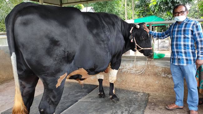 সিংগাইরে ২৫ মণ ওজনের সিমবা’র দাম ১০ লাখ টাকা