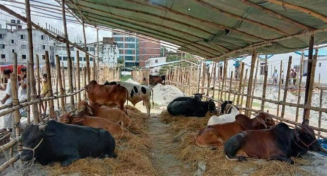 আশুলিয়ায় কোরবানির পশু বিক্রি হবে ১১ হাটে