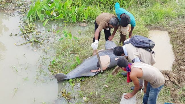 খালে ভেসে উঠলো বিপন্ন প্রজাতির ডলফিন