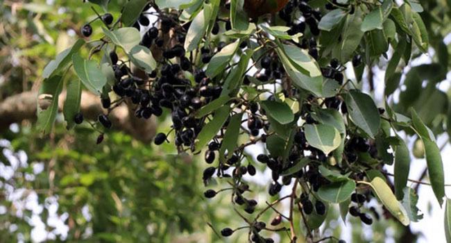 জাম পাড়তে গিয়ে প্রাণ গেল ফুফু-ভাতিজার