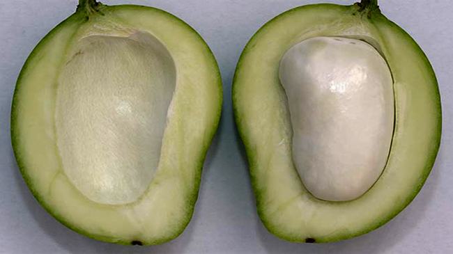 আমের আঁটির গুণ