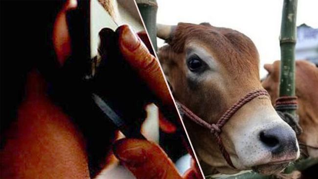 পশুর হাটকেন্দ্রিক চাঁদাবাজি নিয়ন্ত্রণ হচ্ছে বাইরে থেকে