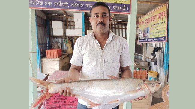 পদ্মার এক ঢাঁইয়ের দাম ১৪ হাজার ৪০০ টাকা