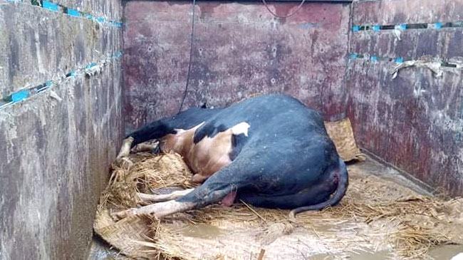 আশুলিয়ায় যানজটে আটকা পড়ে গরমে মারা গেল ২৭ মণ ওজনের গরু