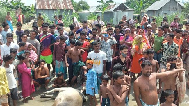 পদ্মা নদীতে কোরবানি গরুর ট্রলার ডুবি, ৬ গরু নিখোঁজ