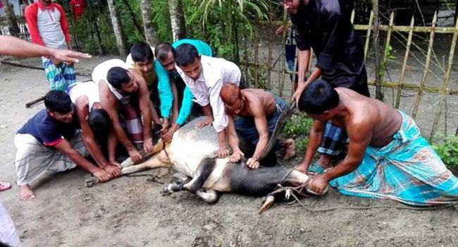 মনের পশুত্ব কোরবানি দিই