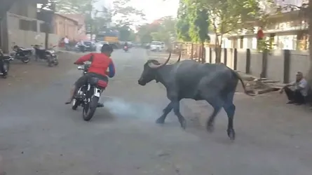 বোয়ালখালী উপজেলায় মহিষের গুঁতোয় এসএসসি পরীক্ষার্থীর মৃত্যু