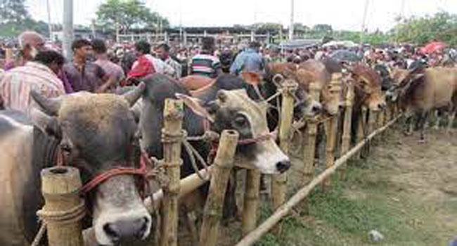 রাজধানীতে ২০টি পশুর হাট কোথায় কোথায় বসছে?
