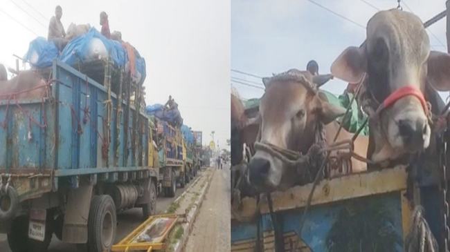 দৌলতদিয়ায় ফেরি সঙ্কট, ৪ কিলোমিটার জুড়ে তীব্র যানজট
