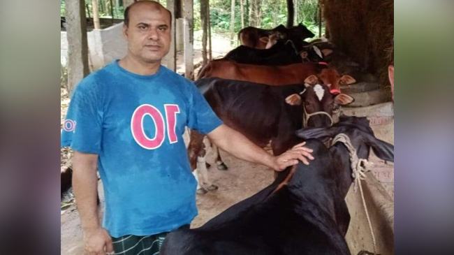 কোরবানির পশু নিয়ে দুশ্চিন্তায় দোয়ারাবাজারের খামারিরা