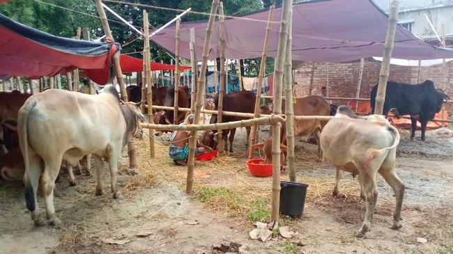 আশুলিয়ায় জমে উঠছে কোরবানির পশুর হাট