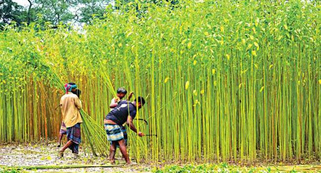 শৈলকুপায় পানির অভাবে পাট পচাতে পারছে না কৃষকেরা