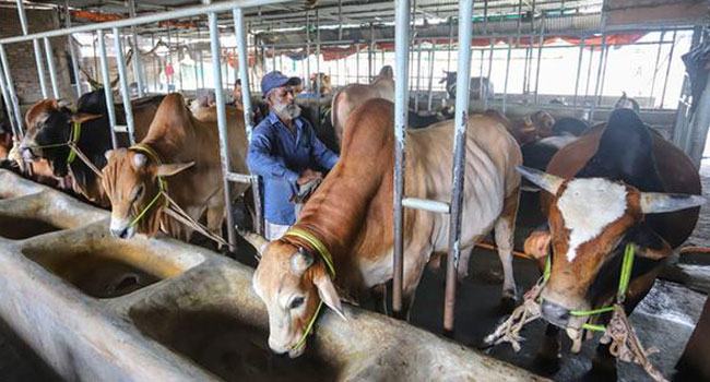 ভারতের নিষেধাজ্ঞা যেভাবে গরু উৎপাদনে বাংলাদেশের জন্য আশীর্বাদ হলো