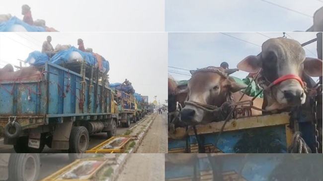 দৌলতদিয়া-পাটুরিয়া ঘাটে ফেরীর জন্য ৮-১০ ঘণ্টা অপেক্ষা