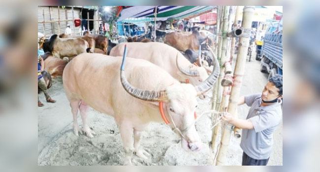 হাটে সাদা মহিষ, দাম ১০ লাখ টাকা