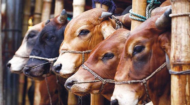 সরগরম পশুর হাট অনলাইনেও ব্যাপক সাড়া