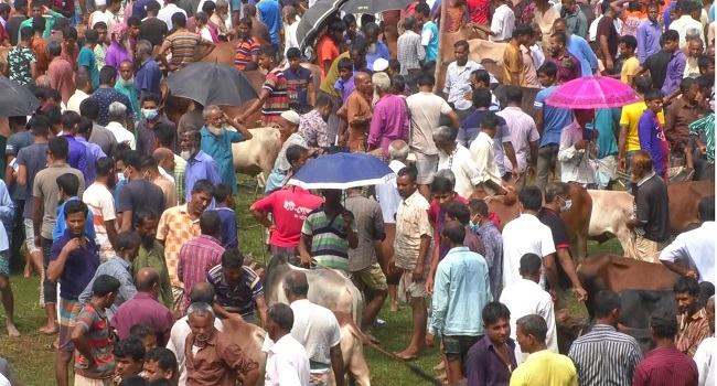 রংপুরে গরুর হাট থেকে অতিরিক্ত ২৫ কোটি টাকা আদায় ইজারাদারদের