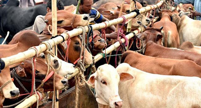 এবারের ঈদে প্রায় ৯১ লাখ গবাদিপশু কোরবানি হয়েছে