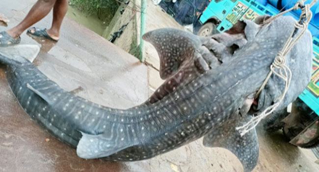 গভীর সাগরে জেলেদের জালে আটকা পড়লো বিরল প্রজাতীর তিমি