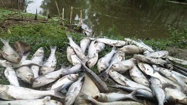 মধুপুরে স্কুলশিক্ষকের মাছের সাথে এ কেমন শত্রুতা!