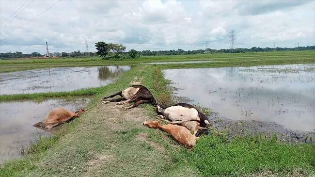কুমিল্লায় বিদ্যুৎস্পৃষ্টে ৫ গরুর মৃত্যু