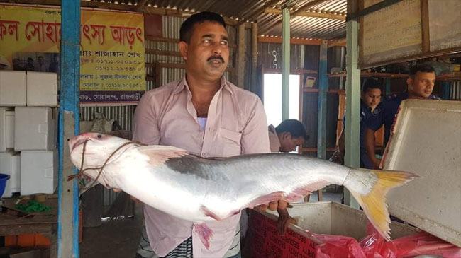 পদ্মার এক পাঙাশের দাম ১৯ হাজার ৫০০ টাকা