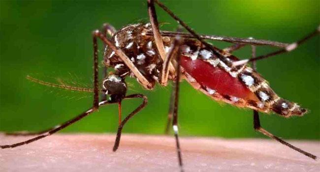 ২৪ ঘণ্টায় ডেঙ্গু আক্রান্ত আরো ১৪৩
