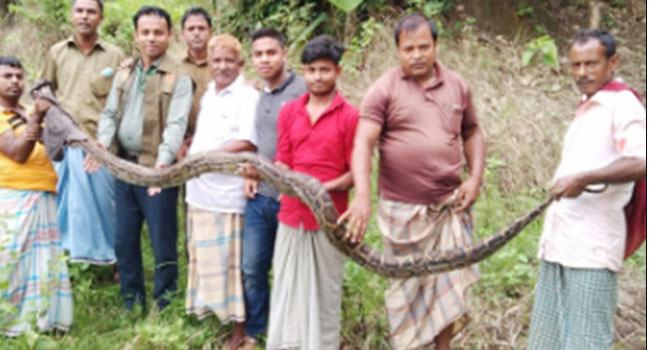 পটিয়ায় মুরগির খামার থেকে ১৫ ফুটের অজগর উদ্ধার