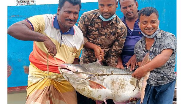 গোয়ালন্দে ২৬ কেজির পাঙ্গাস ৩৯ হাজার টাকায় বিক্রি