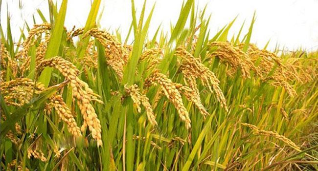 ব্রি হাইব্রিড-৭ জাতের আউশ ধানে রেকর্ড ফলন