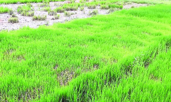 শ্রীপুরে বীজতলায় পচন রোপা আমন ফলনে শঙ্কিত চাষিরা