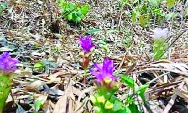 ঘাটাইল বনাঞ্চল থেকে হারিয়ে গেছে অর্ধশত জাতের ঔষধি গাছ
