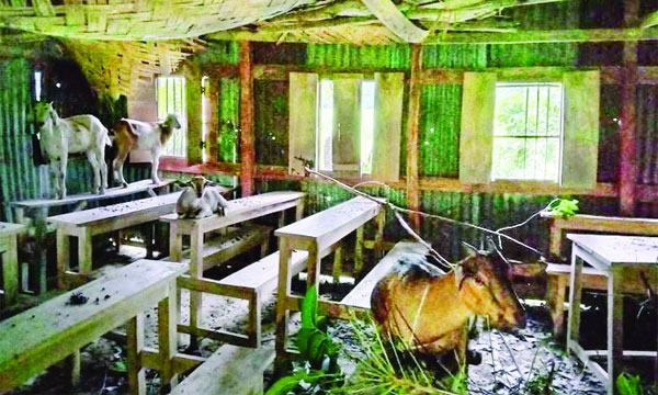 গরু ছাগলের দখলে আমড়াগাছিয়া দাখিল মাদরাসা