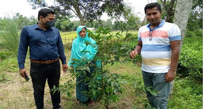 ঠাকুরগাঁওয়ে 'কফি' চাষের নতুন সম্ভাবনা