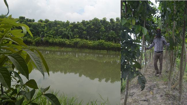 সখের পুকুর এখন আয়ের উৎস