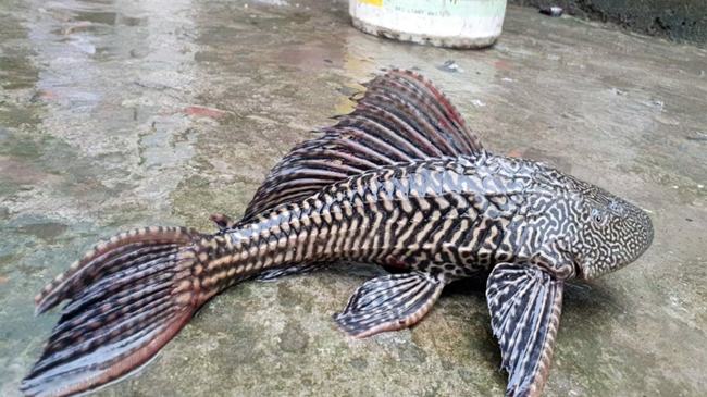 জাল ফেলতেই উঠে এলো বিরল প্রজাতির মাছ